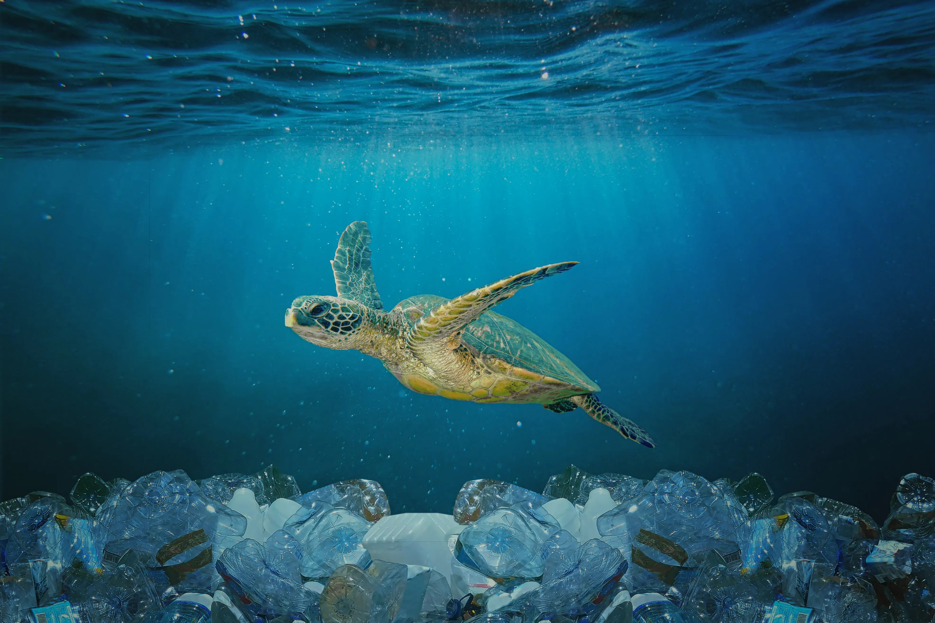 World Turtle Day: Why Clean Oceans Matter And How Your Swimwear Can Help